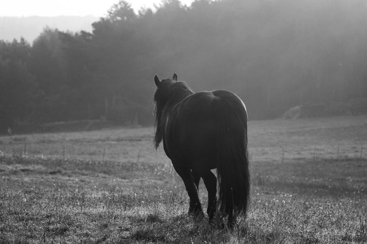 Passeggiate a Cavallo